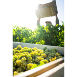 Babylonstoren Chenin Blanc white wine 75cl - British product