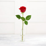 Sainsburys Single Stem Freedom Rose