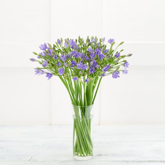 Brodiaea