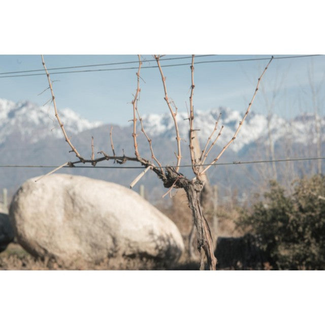 Bodegas Caro Amancaya red wine Malbec & Cabernet Sauvignon blend 75cl, UK version