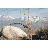 Bodegas Caro Amancaya red wine Malbec & Cabernet Sauvignon blend 75cl, UK version