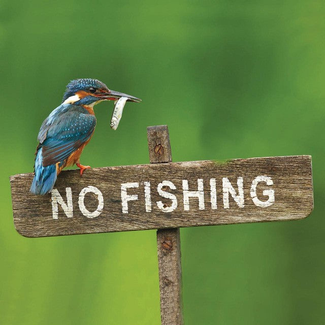 Woodmansterne RSPB Kingfisher no fishing blank card 16x16cm, imported from the UK