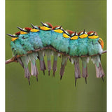 Woodmansterne RSPB Bee-Eater greeting cards 8-pack, imported from the UK