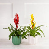Bromeliad