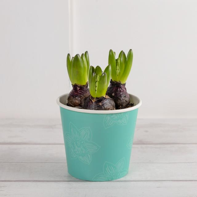 Hyacinth Paper Pot