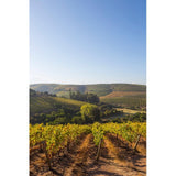 Errazuriz Reserva Sauvignon Blanc wine 75cl - British product