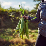 Ocado Corn on the Cob 2 per pack, imported from the UK