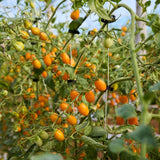 Natoora Sicilian Heritage Tomato Duo mixed tomatoes 220g shipped from the UK