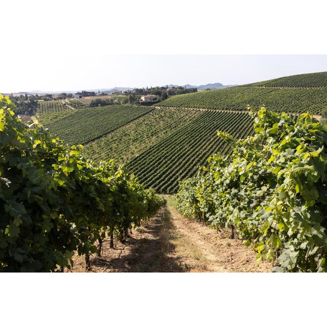 Bricchetto Pinot Grigio Rosé 75cl - British product
