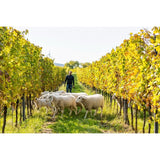 Terra Organica white wine Gruner Veltliner 75cl (British brand)