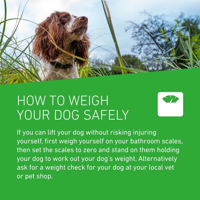 Frontline flea treatment for large dogs 20-40kg - British product