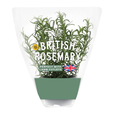 M&S Rosemary Pot Fresh Herb