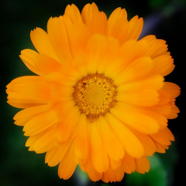 Weleda Calendula cuts and grazes spray 20ml (British brand)