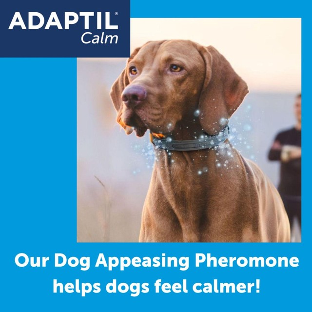 Adaptil Dog Calming Collar Medium/Large (British brand)