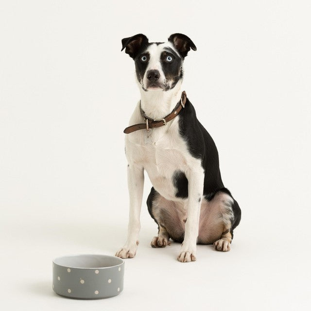 Mason Cash Polka Dot Grey Pet Bowl 18cm, imported from the UK