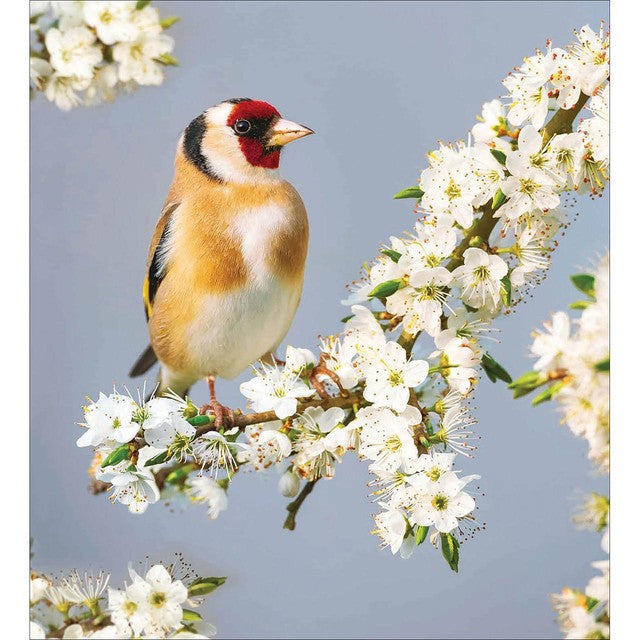 Woodmansterne RSPB Goldfinch Blossom greetings cards pack of 5, imported from the UK