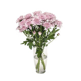 MM Flowers Spray Chrysanthemum Cut Flowers 5 Stems 40cm