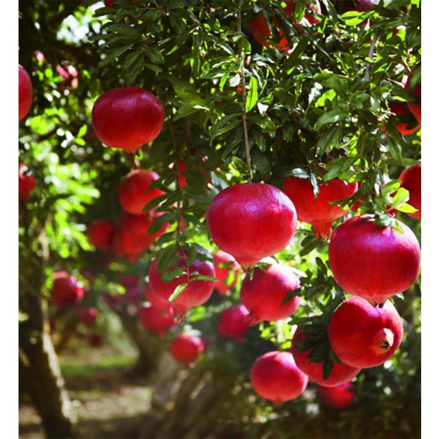 Weleda Pomegranate Inspire Creamy Vegan Body Wash   200ml GOODS M&S