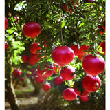 Weleda Pomegranate Inspire Creamy Vegan Body Wash   200ml GOODS M&S