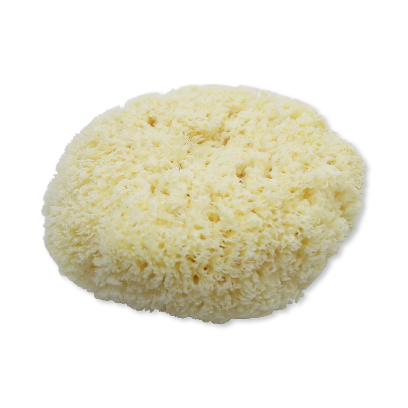 SpongeBox natural sea sponge 6-6.5 inches (British brand)