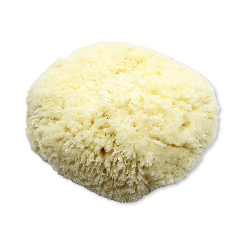SpongeBox natural sea sponge 6-6.5 inches (British brand)