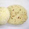 SpongeBox natural sea sponge 6-6.5 inches (British brand)