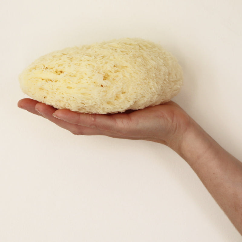 SpongeBox natural sea sponge 6-6.5 inches (British brand)