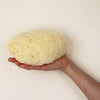 SpongeBox natural sea sponge 6-6.5 inches (British brand)