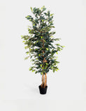 6ft Artificial Ficus Tree in Pot