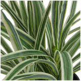 Argos Home artificial green spider plant 38cm (British brand)