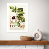 Argos East End Prints Ficus Art Print - A3- Buy online at McGrocer