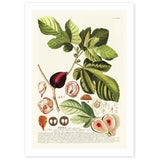 East End Prints ficus art print botanical A3, UK version
