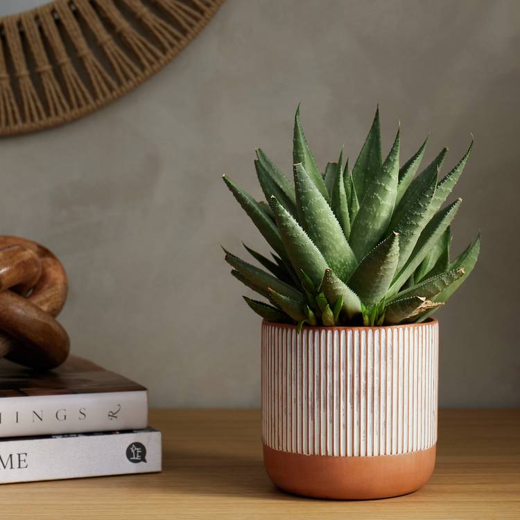 Habitat terracotta medium planter orange - British product