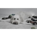 JML Woof Glider dog toy with flat base, UK version