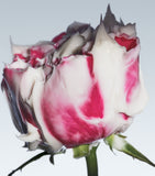 Fresh Rose Deep Hydration Face Cream 50ml, imported from the UK