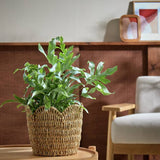 Argos Habitat Small Scallop Rattan Planter Natural H20cm D24cm- Buy online at McGrocer