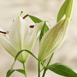 Argos Home reed diffuser Peony White Lily 50ml (British brand)