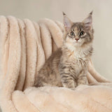 Scruffs Aspen dog pet blanket medium, imported from the UK
