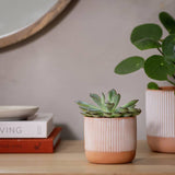 Argos Habitat Terracotta Small Planter Orange 8.2cm- Buy online at McGrocer