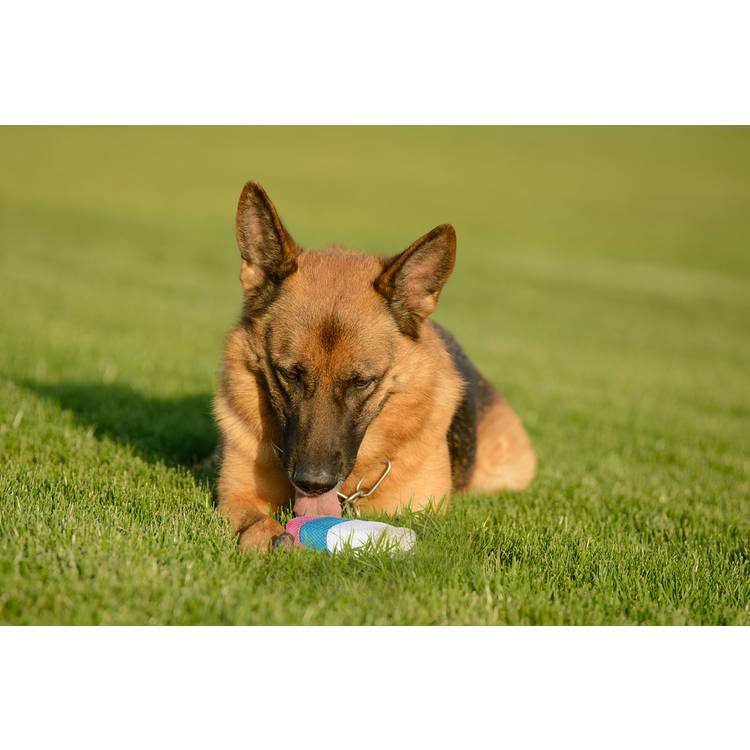 Outpaws mesh sponge ice lolly dog toy - British product
