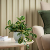 Argos Argos Home Artificial Trailing Leaf in Grey Ceramic Pot 25.5cm- Buy online at McGrocer