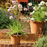 Argos Habitat Scalloped 21cm Clay Planter Small- Buy online at McGrocer