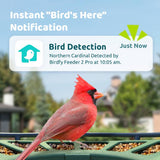 Birdfy Pro 2 solar-powered smart bird feeder with camera - British product