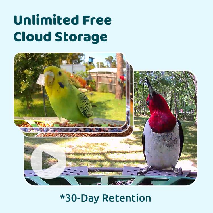 Birdfy Pro 2 solar-powered smart bird feeder with camera - British product
