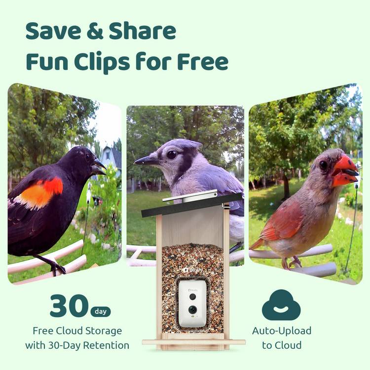 Birdfy Ebony Lite bird feeder with solar panel, imported from the UK