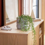 Argos Habitat Artificial Green Trailing Fern Plant - 22.5cm- Buy online at McGrocer