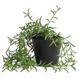 Habitat artificial green trailing fern plant 22.5cm, UK version