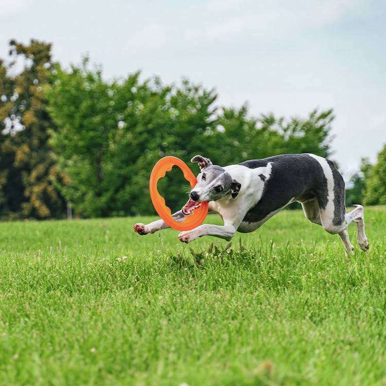 Bionic Toss N Tug Turbo orange pet toy, imported from the UK