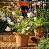 Argos Habitat Scalloped 28.5cm Clay Planter - Large- Buy online at McGrocer