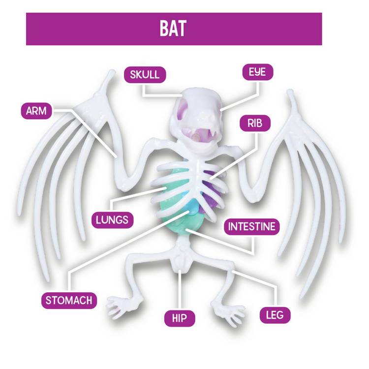 Science Mad Squishy Dissection Kit frog and bat, UK version